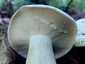 Fehértejű keserűgomba (Lactifluus piperatus), Budai-hegység